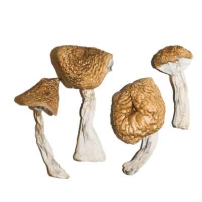 Phobos mushroom strain with dark chestnut caps